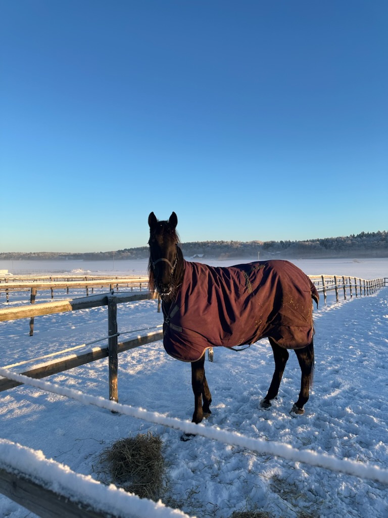 Besök på Östuna gård 260222 hos Ville Karhulahti och Admire Thyself